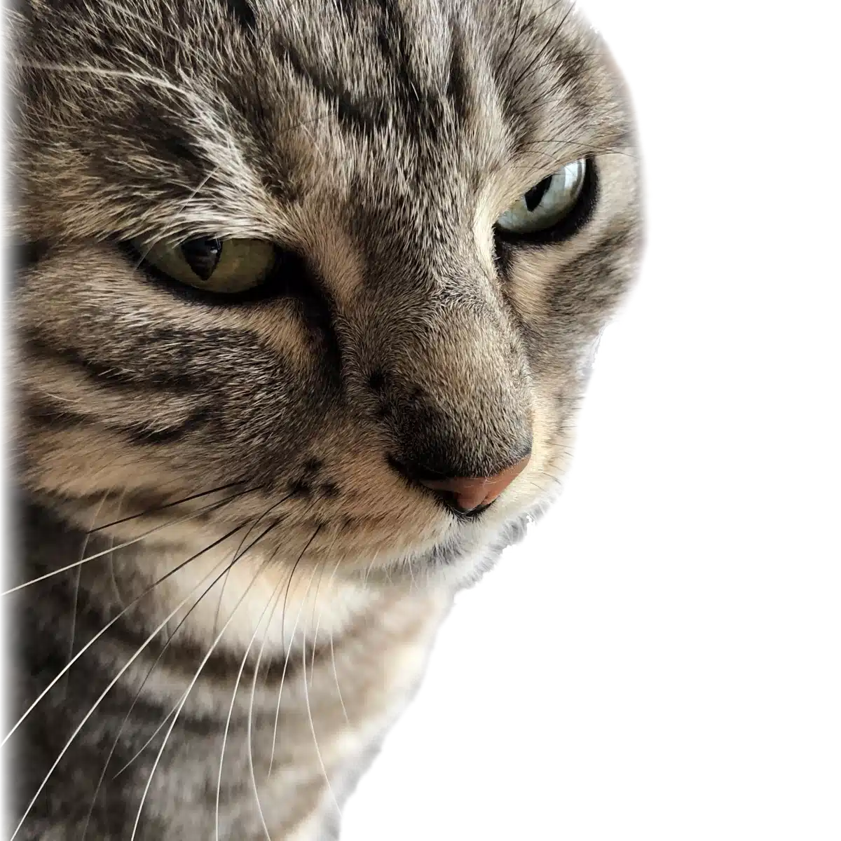 ナツ