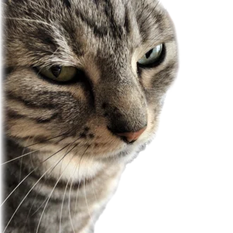 ナツ