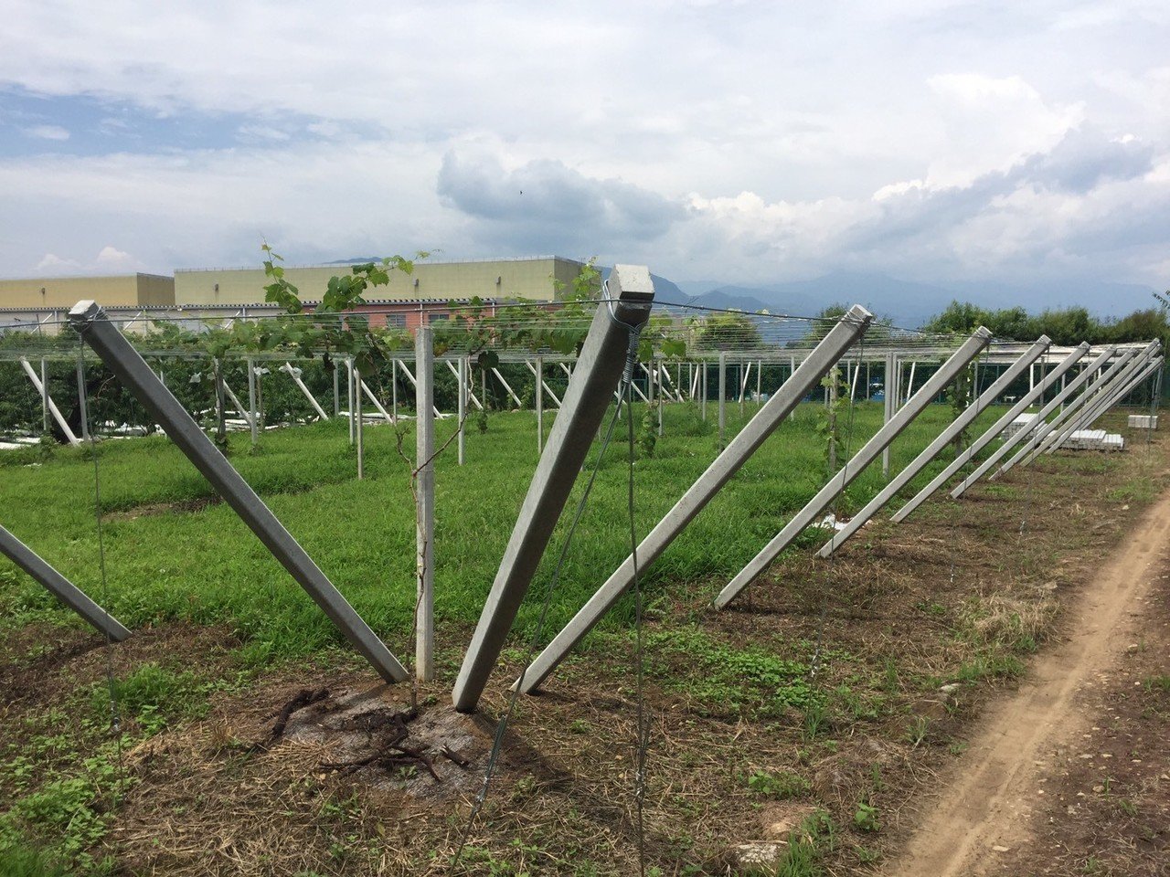 山梨のブドウ棚 また進化しました タネや 初鹿野商店 Note 山梨のブドウ棚 また進化しました タネや 初鹿野商店 Note