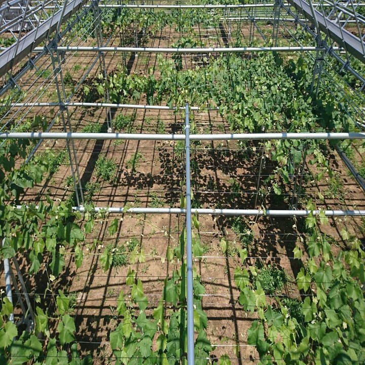 山梨のブドウ棚 また進化しました タネや 初鹿野商店 Note