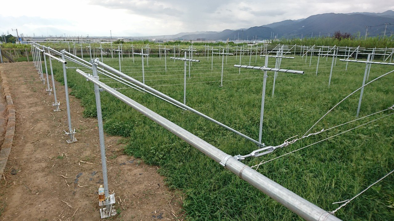 山梨のブドウ棚、また進化しました。｜タネや 初鹿野商店