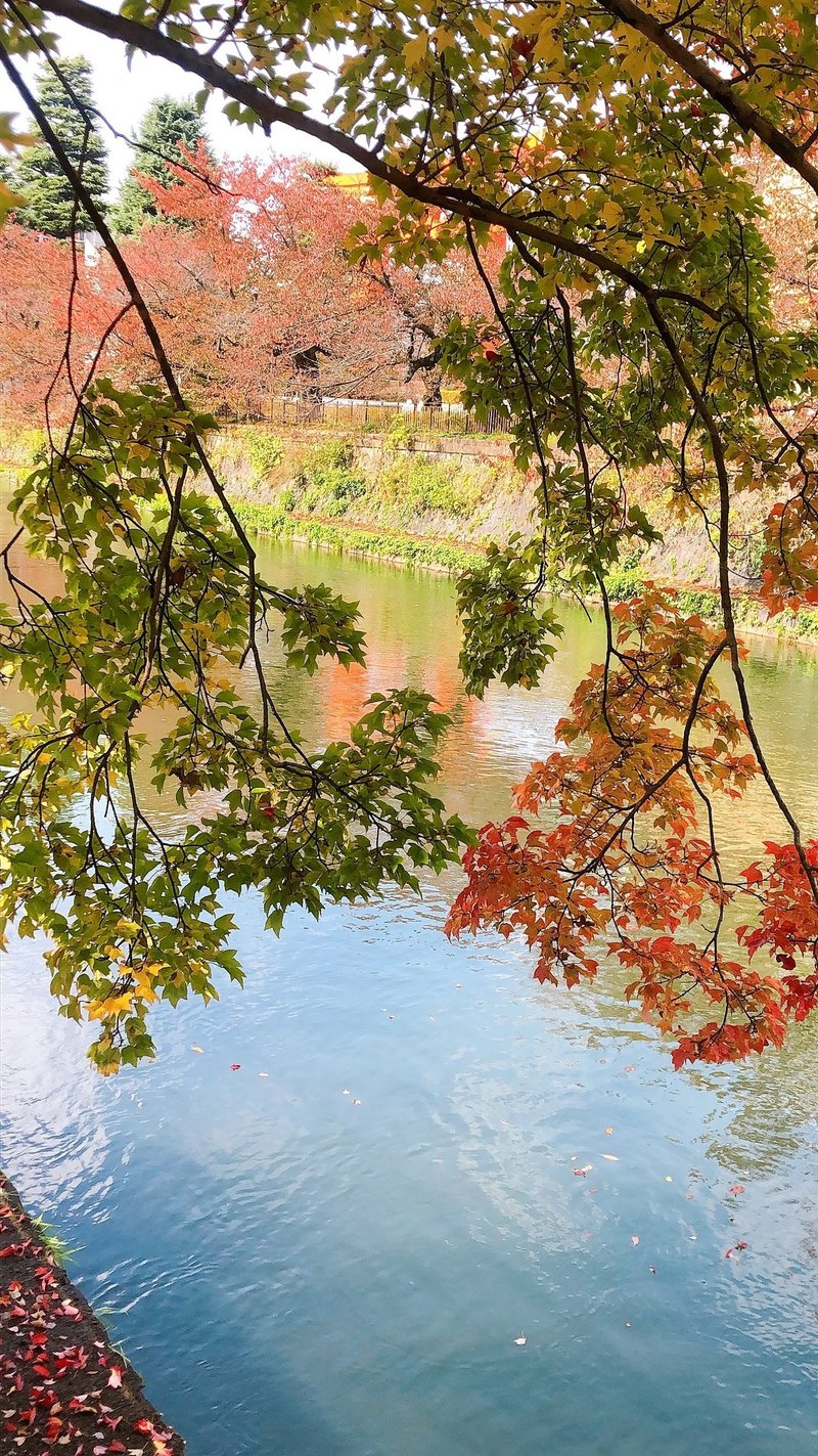 だんだん紅葉 して来ましたよ ゆーじろー Note だんだん紅葉 して来ましたよ ゆーじろー Note