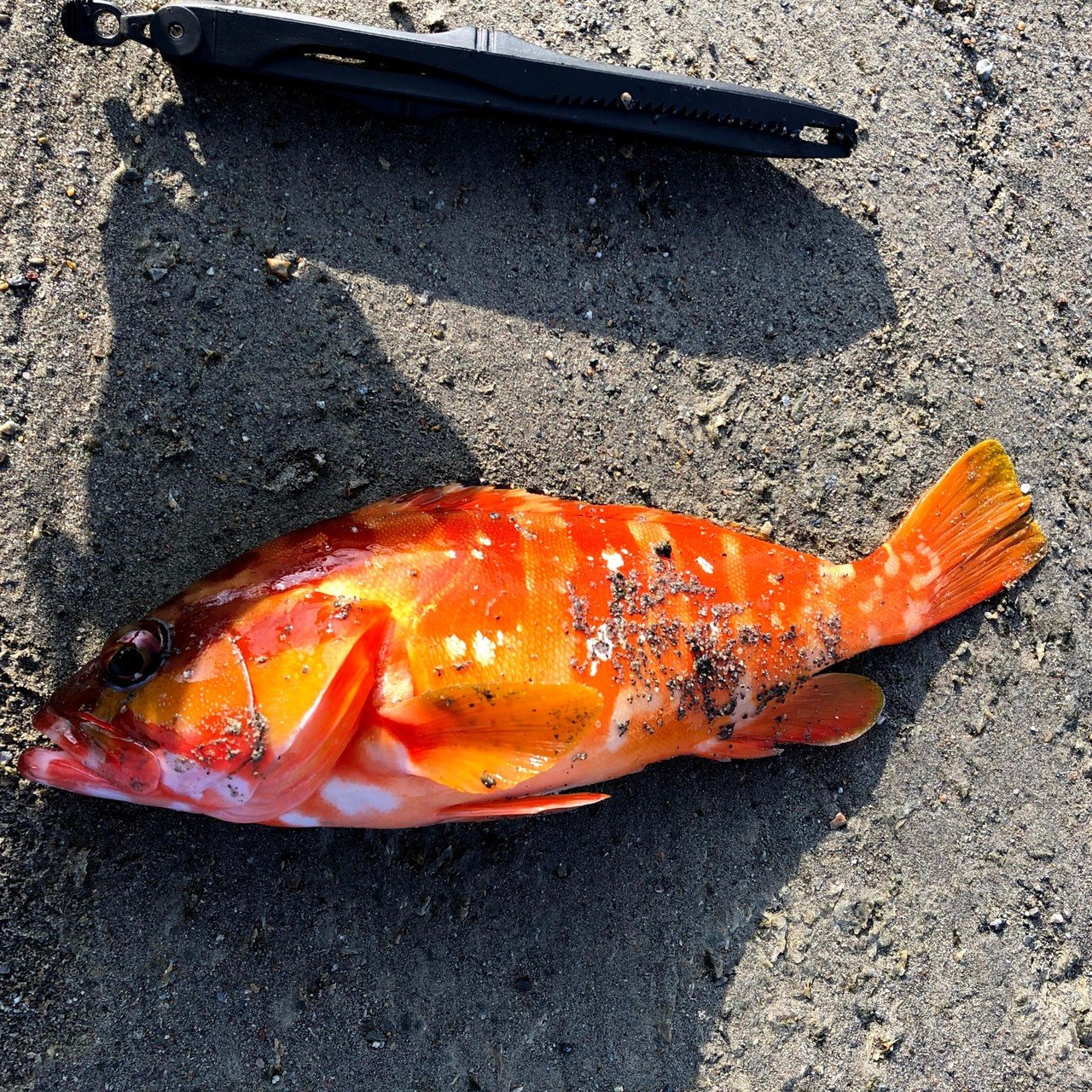 真夏は根魚釣りでボウズ回避 フジケン 八丈島 Note