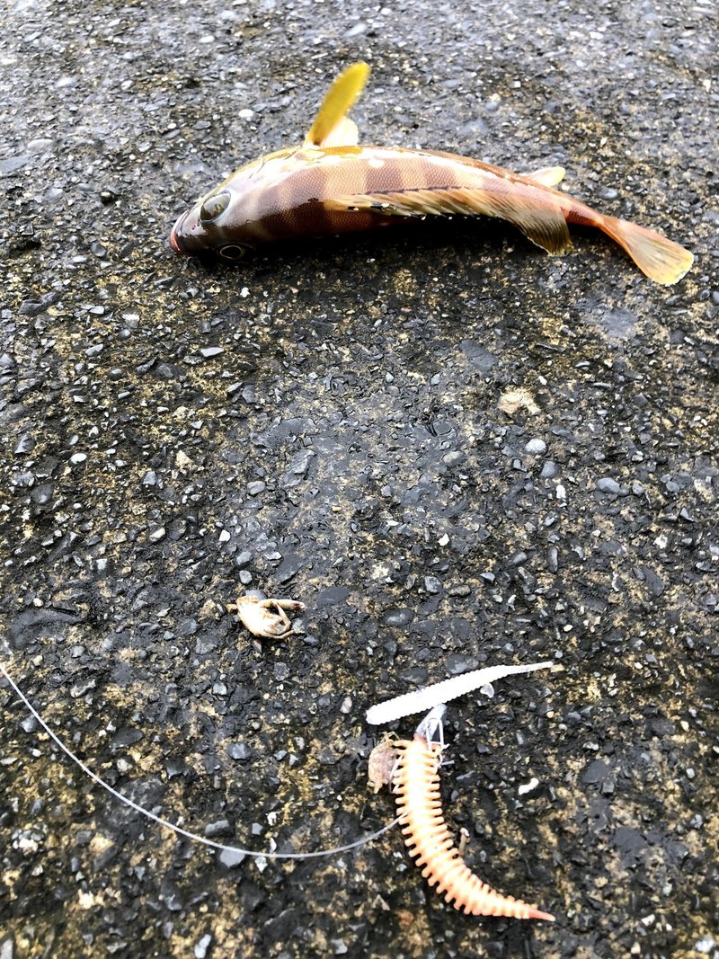 真夏は根魚釣りでボウズ回避 フジケン 八丈島 Note 真夏は根魚釣りでボウズ回避 フジケン 八丈島 Note