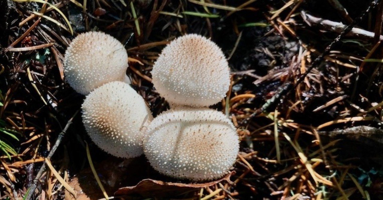パフボールきのこを食べてみた ヒガシリカ Note パフボールきのこを食べてみた ヒガシリカ Note