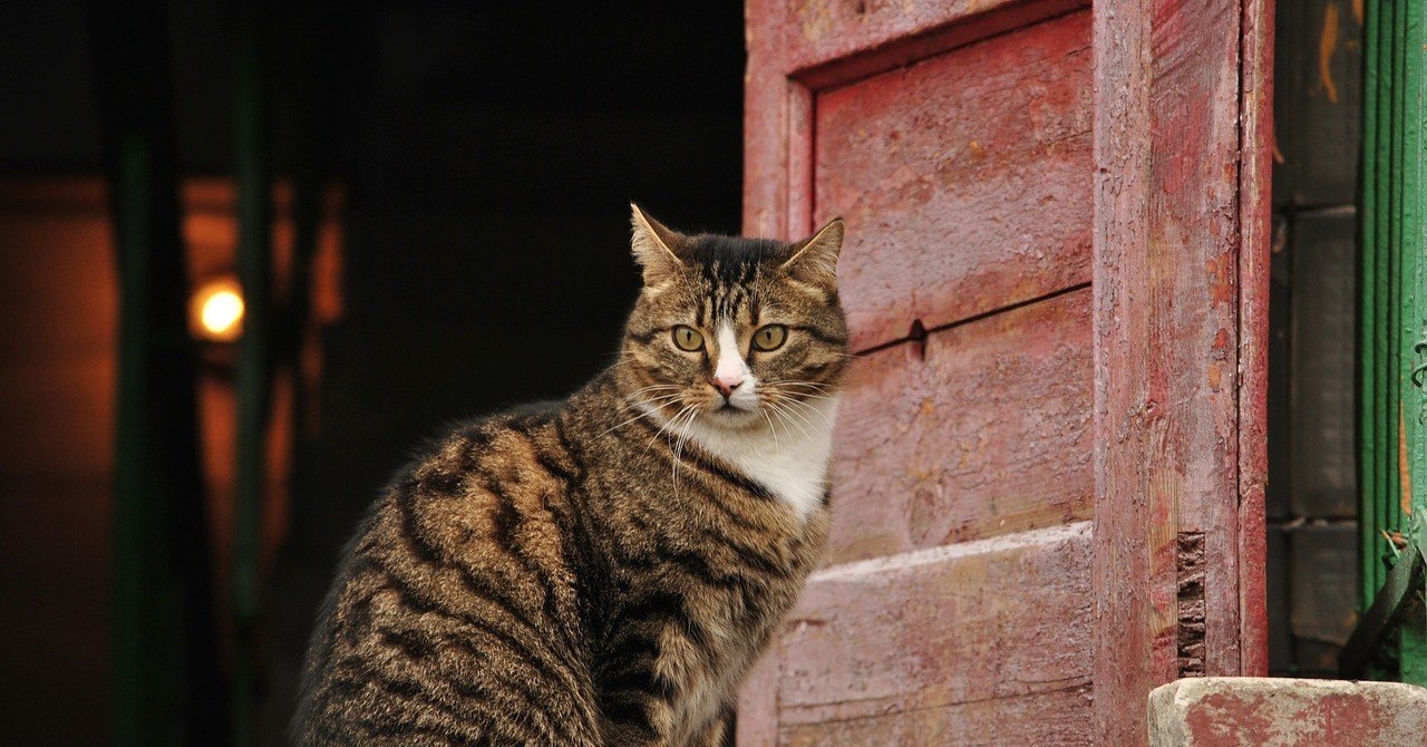 私の英語多読遍歴20:The Door into Summer｜Mayoko