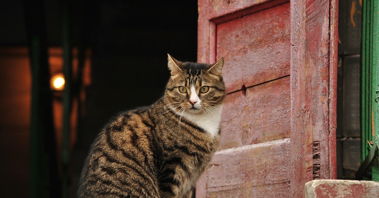 私の英語多読遍歴20:The Door into Summer｜Mayoko