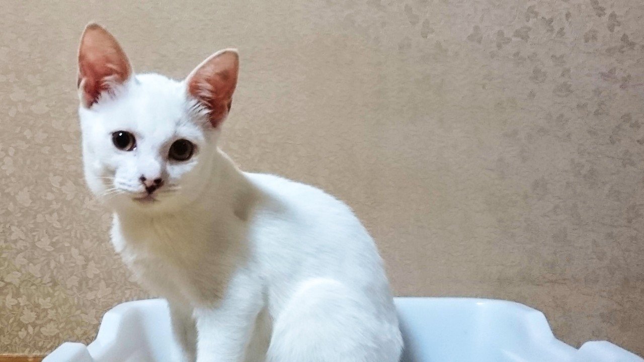 猫白血病ウイルスキャリアとノンキャリア一緒に暮らすには ゆき Note 猫白血病ウイルスキャリアとノンキャリア一緒に暮らすには ゆき Note