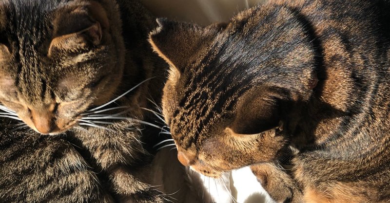 保護猫のyoutube動画に思うこと 𝐀𝐊𝐔𝐔𝐙𝐀𝐊 Note