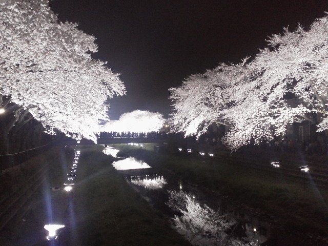野川夜桜ライトアップ２０１３