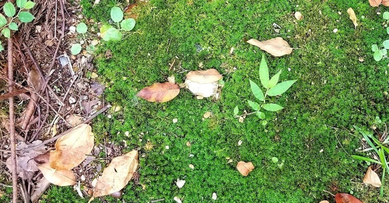 苔の花言葉は 母の愛 だそうです 尾方佐羽 Note