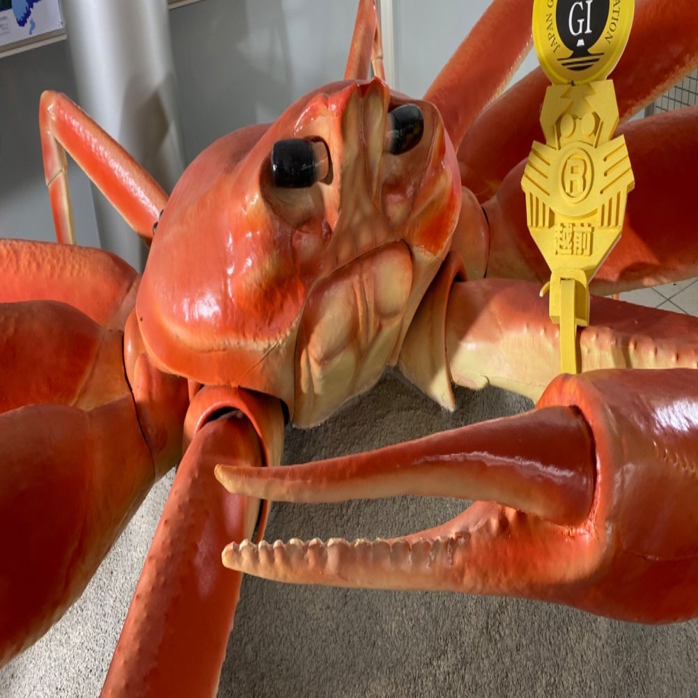 ぶらり福井旅「越前がにミュージアム」で漁港の歴史を探る | Whimsical