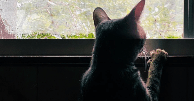この猫みたいな感じで英語を勉強してはダメ な理由 英語なんて朝飯前 スグリンガル英会話 代表 Note