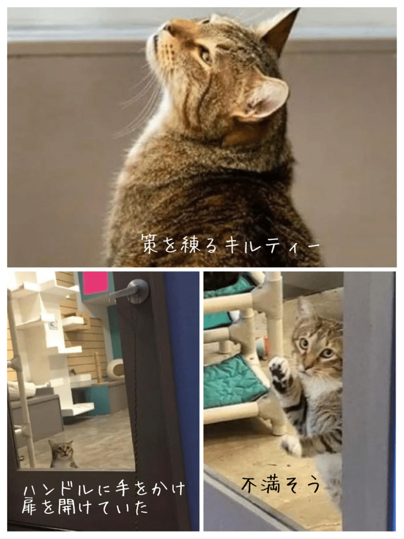 インターネット猫 7 懲りないネコたち ノリノリ Note