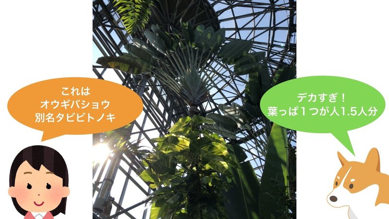 プロと行く植物園.037