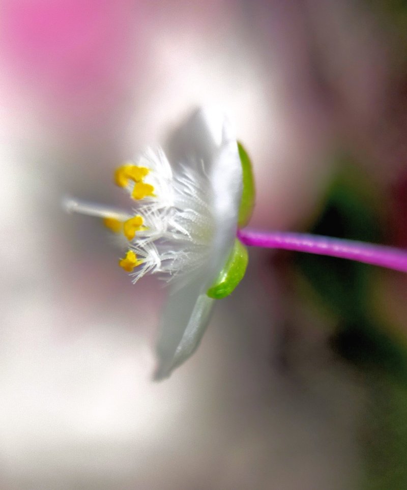 ブライダルベールの花言葉はしあわせを祈る の新着タグ記事一覧 Note つくる つながる とどける