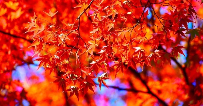 紅葉の季節になると Junco Note