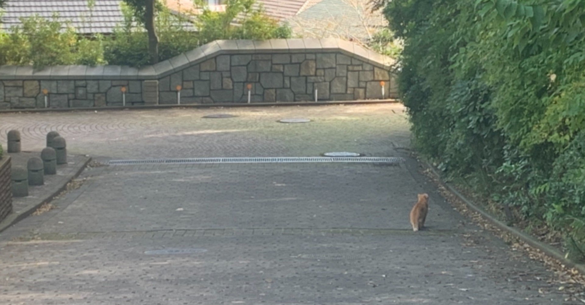 星野源を好きだと言えなくなったのはいつからだろう 朝に希望 Note
