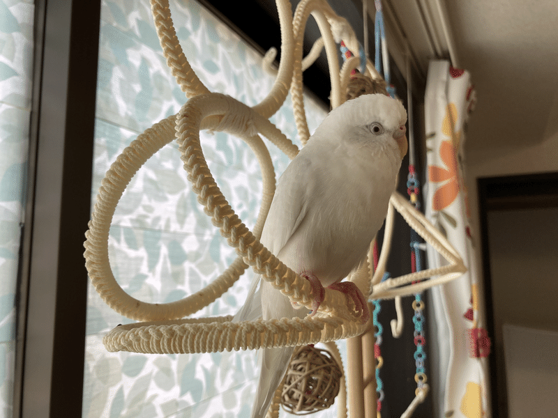 パパ手作り インコの遊び場 インコまるけ Note パパ手作り インコの遊び場 インコまるけ Note