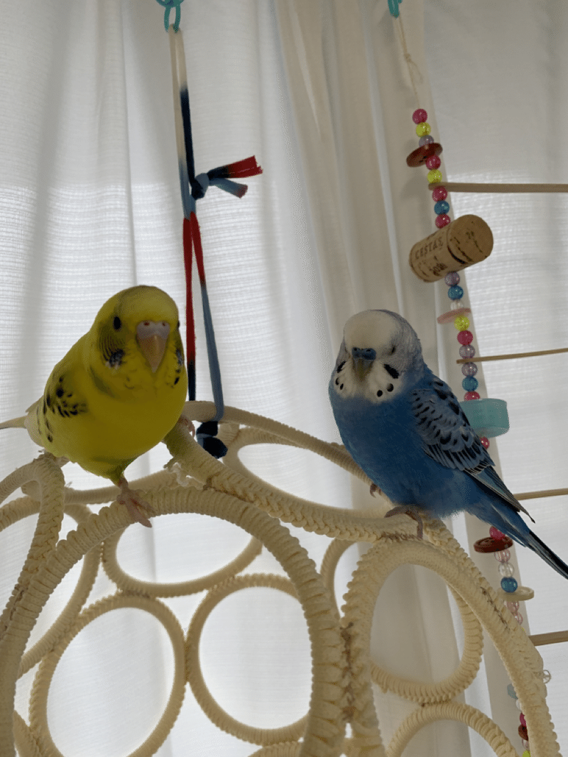 アート 参照する 犯罪 セキセイ インコ おもちゃ 作り方 Estivaletart Com アート 参照する 犯罪 セキセイ インコ おもちゃ 作り方 Estivaletart Com