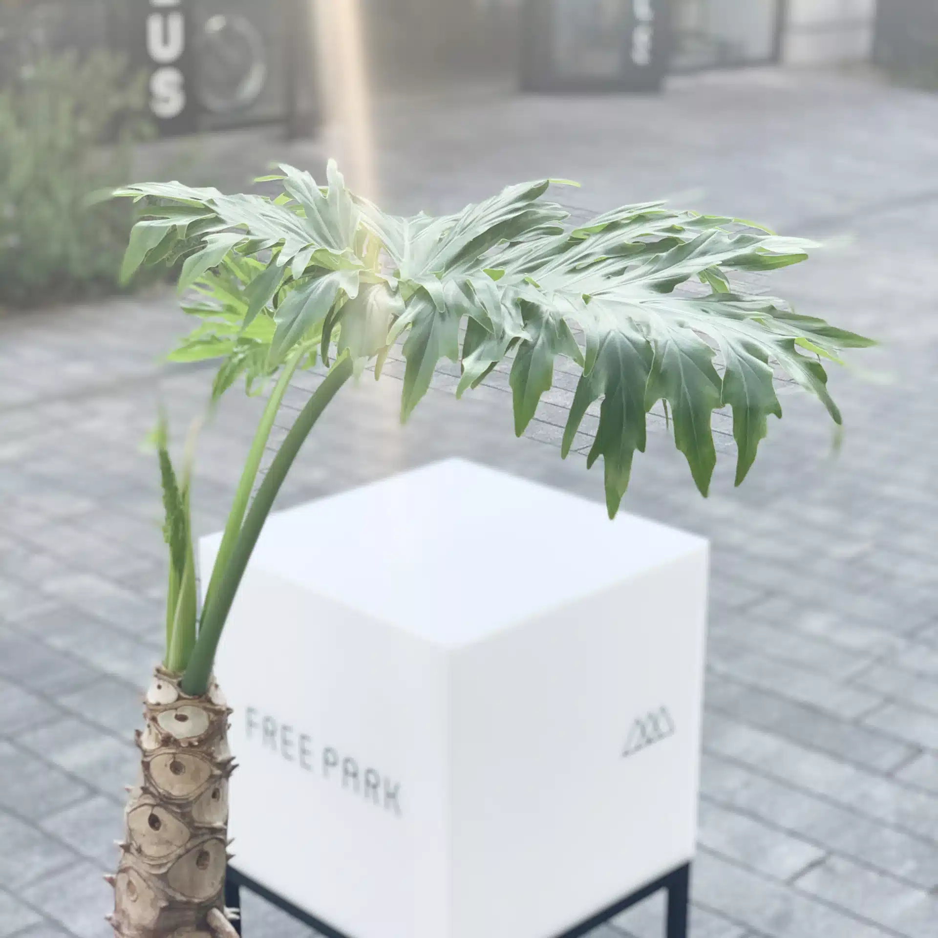 FREEPARK＠自由が丘のセレクトショップ