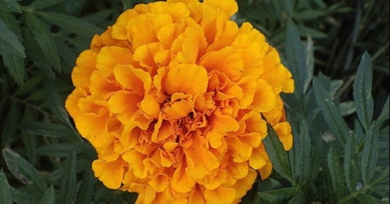 誕生花 花言葉 一年草 Taku Note 誕生花 花言葉 一年草 Taku Note