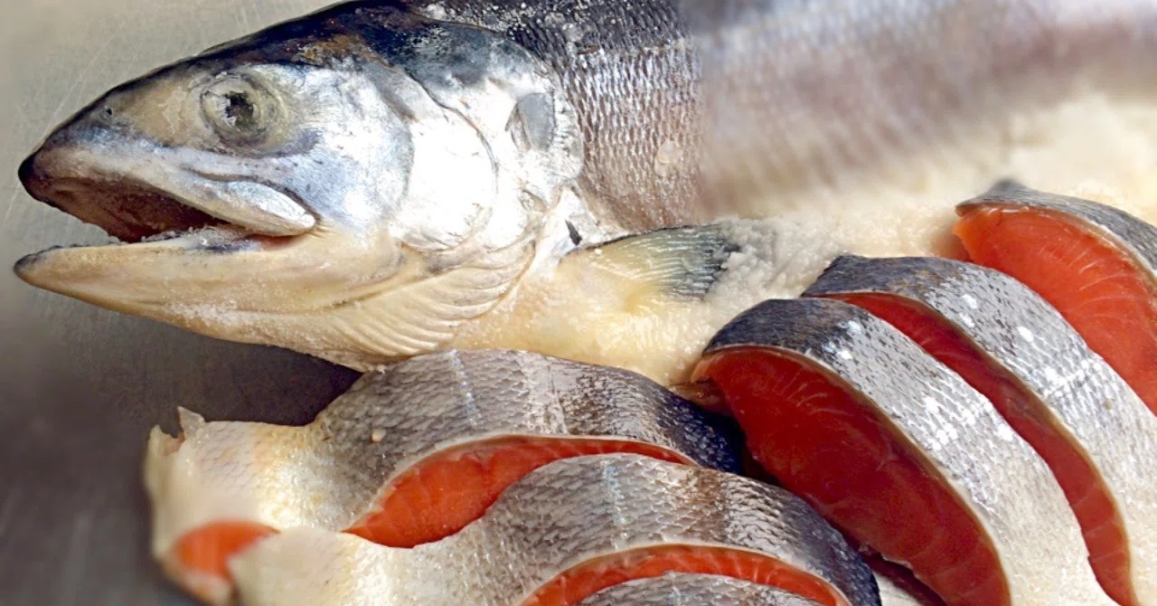Why I Recommend Tokishirazu (Spring Salmon) for Year-End Gifts｜築地 鮭の店 昭和食品