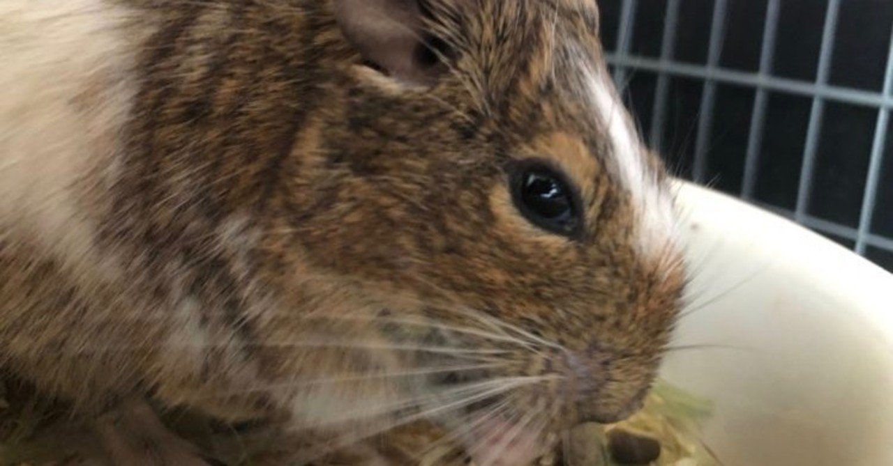 Fleet フリートの使い方 Twitter まっちフェスティバル Note