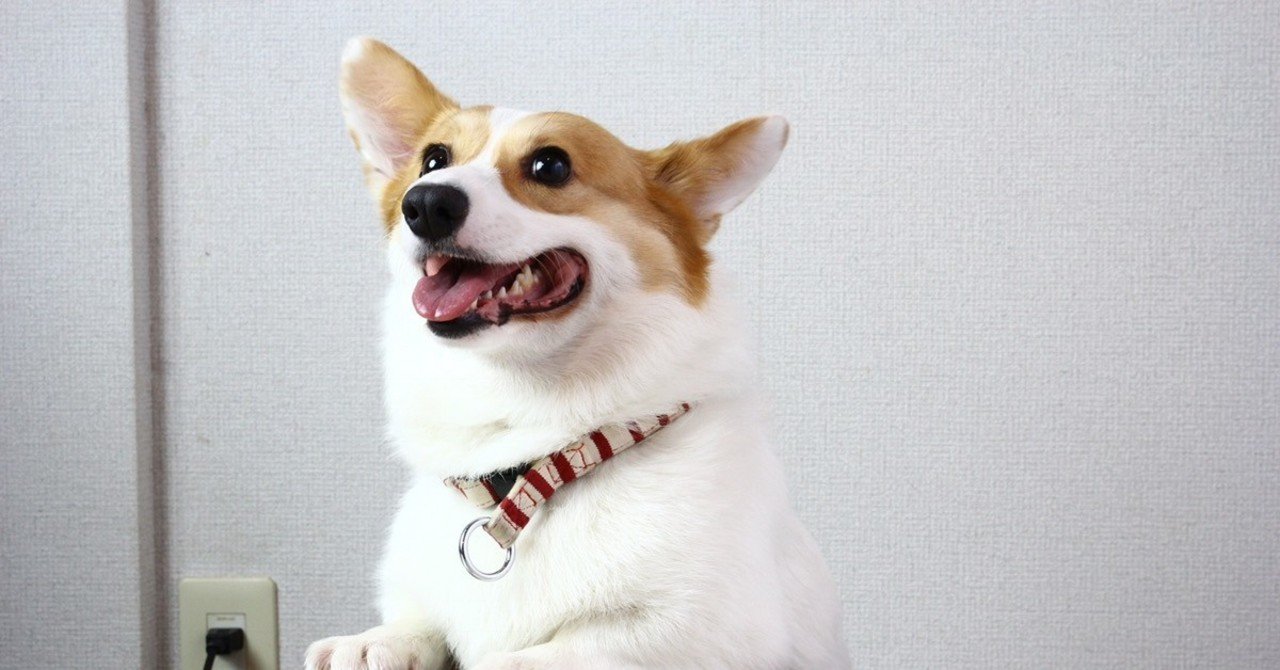 ぬこ です コーギー犬ってかわいいのよ 霊幻道士 Note