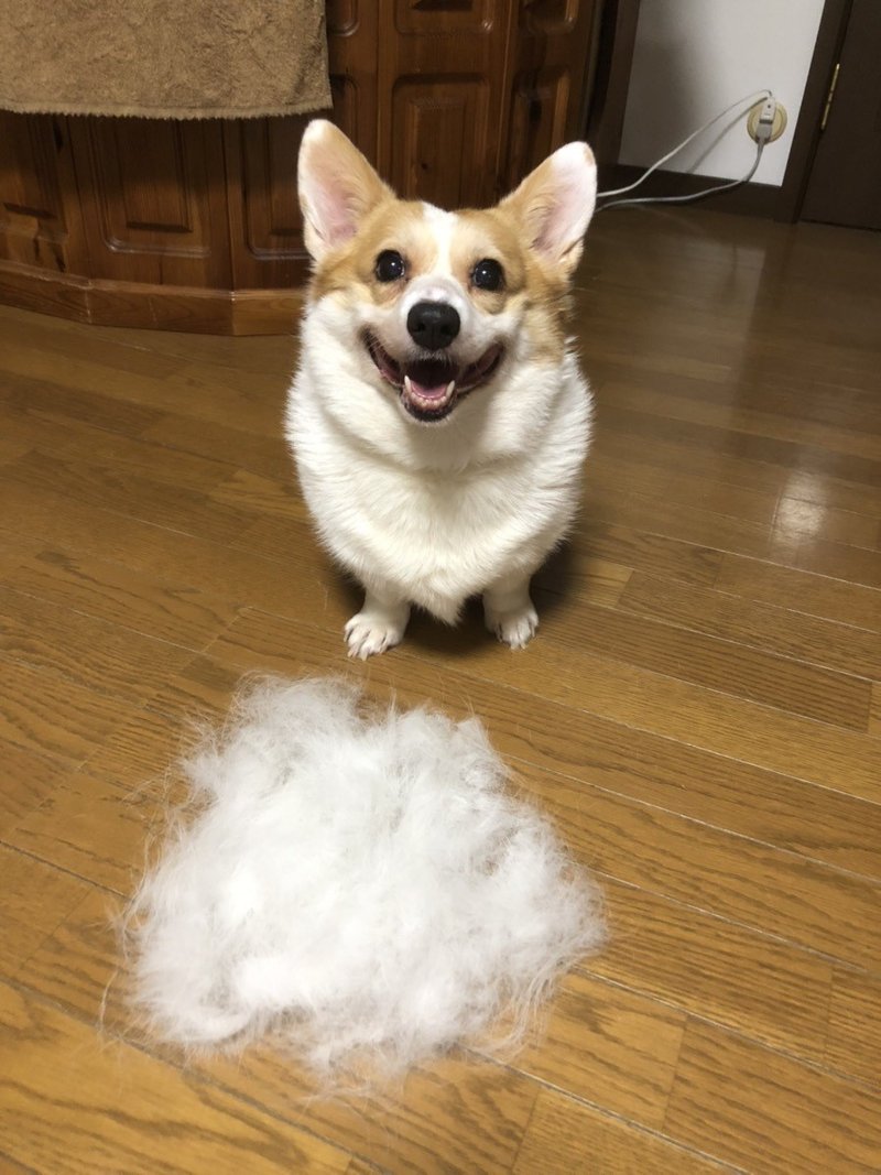 ぬこ です コーギー犬ってかわいいのよ 霊幻道士 Note ぬこ です コーギー犬ってかわいいのよ 霊幻道士 Note