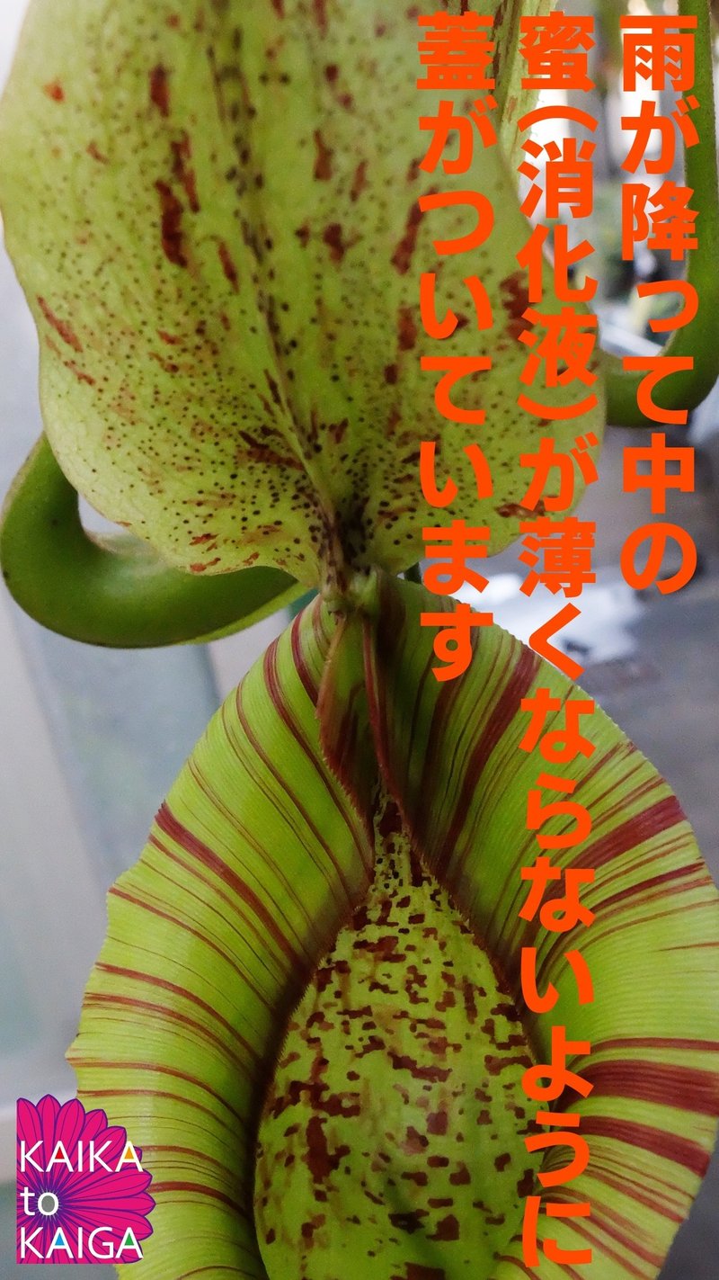 食虫植物 魅惑の機能美 1 甘い罠は 落とし穴 カイカトカイガ Note