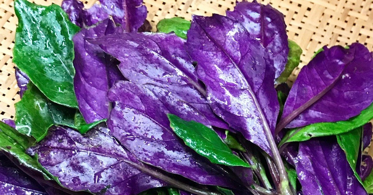 沖縄の野菜 スイゼンジナ ハンダマ についてチャレンジ19日目 11 11 ヘイプー店長 Note