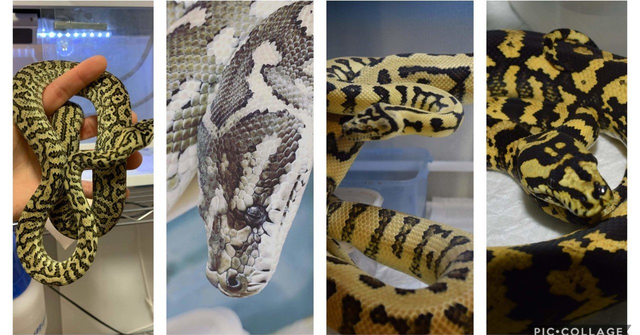 カーペットパイソン洋書 洋書「The Complete Carpet Python/カーペットパイソン