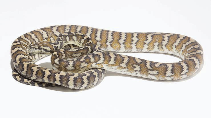 カーペットパイソン洋書 入荷＆在庫情報】UKPYTHONSカーペットパイソン、国内CBボール