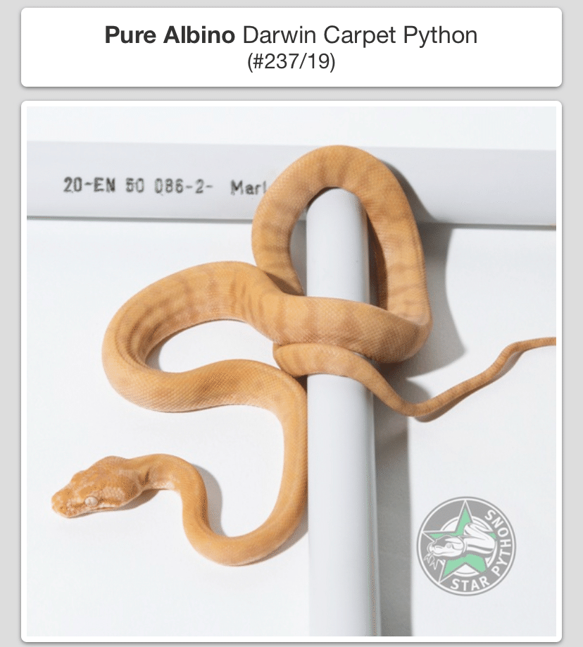 カーペットパイソン洋書 カーペットニシキヘビ - Wikipedia