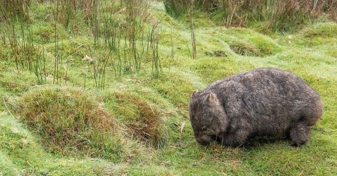 うんちにまつわるアレやコレや Dino いきもの雑学プレゼンター Note