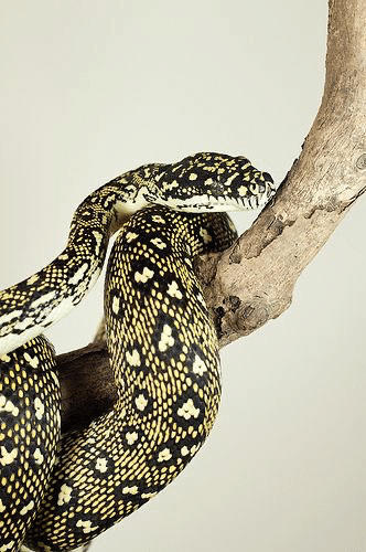 カーペットパイソン洋書 カーペットパイソン洋書 洋書「The Complete Carpet Python