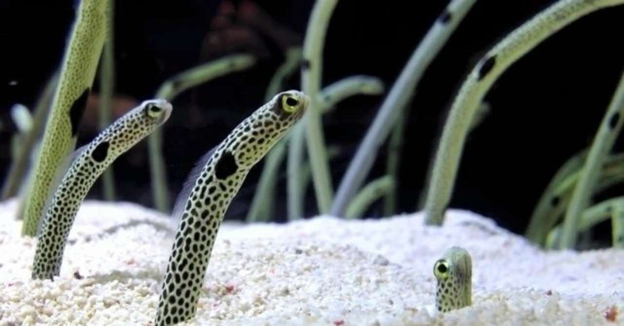 ちんあなごのうた 金ちゃん Note ちんあなごのうた 金ちゃん Note