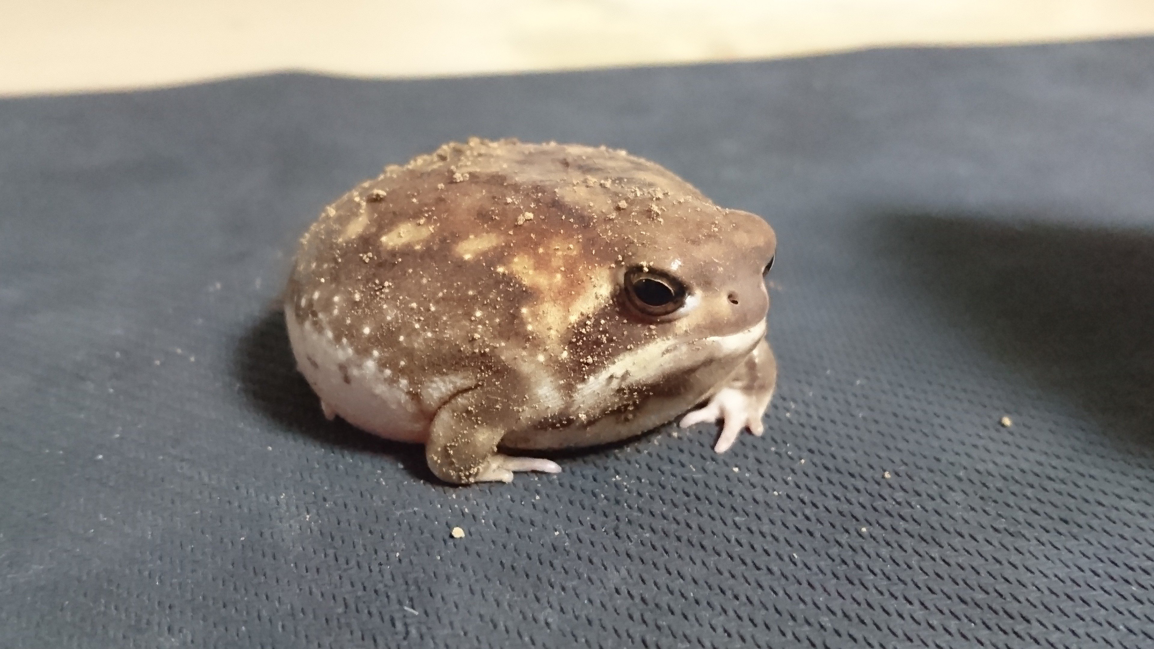 アメフクラガエル 死 アメフクラガエル 死