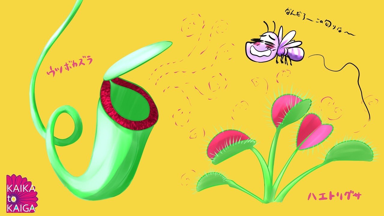食虫植物 魅惑の機能美 1 甘い罠は 落とし穴 カイカトカイガ Note 食虫植物 魅惑の機能美 1 甘い罠は 落とし穴 カイカトカイガ Note