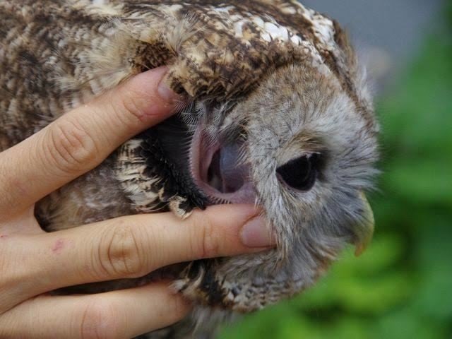 なんかよく分からないフクロウ なんかよく分からないフクロウ