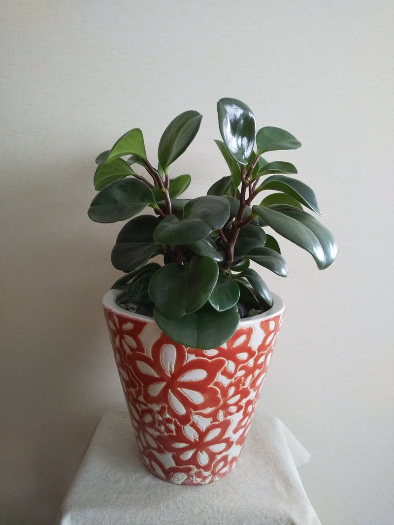 秋の花鉢デビューのススメ5 百円ショップの観葉植物でも立派に育ちます 大谷レキオ Note