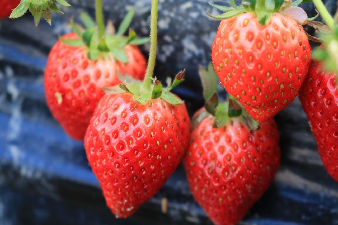 四季の彩り 旬の実りを楽しめる農業公園サバーファームの話 富田林市公式note 四季の彩り 旬の実りを楽しめる農業公園サバーファームの話 富田林市公式note