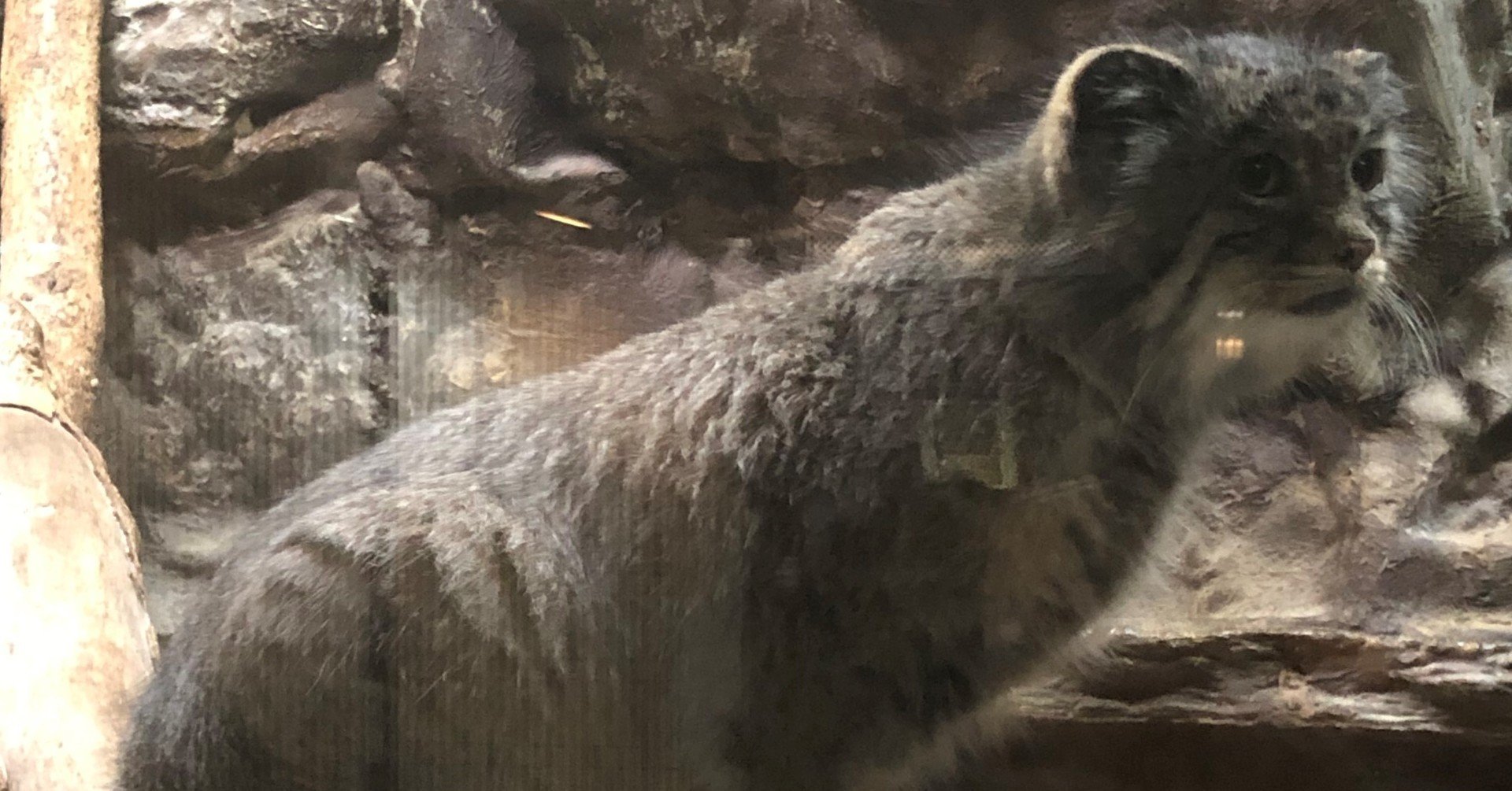 癒しのための動物写真と動画 ねこやなぎ ゆき Note