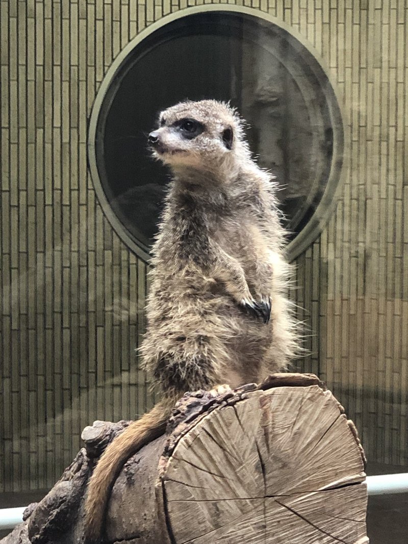 癒しのための動物写真と動画 ねこやなぎ ゆき Note