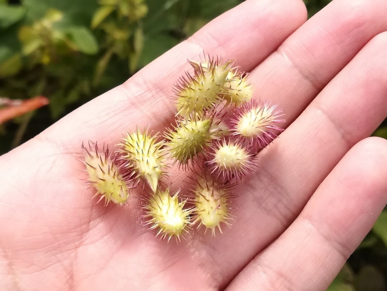 気づけばひっつき虫ばかり オオオナモミはどこを探せば見つかる むしとり日記 Note 気づけばひっつき虫ばかり オオオナモミはどこを探せば見つかる むしとり日記 Note