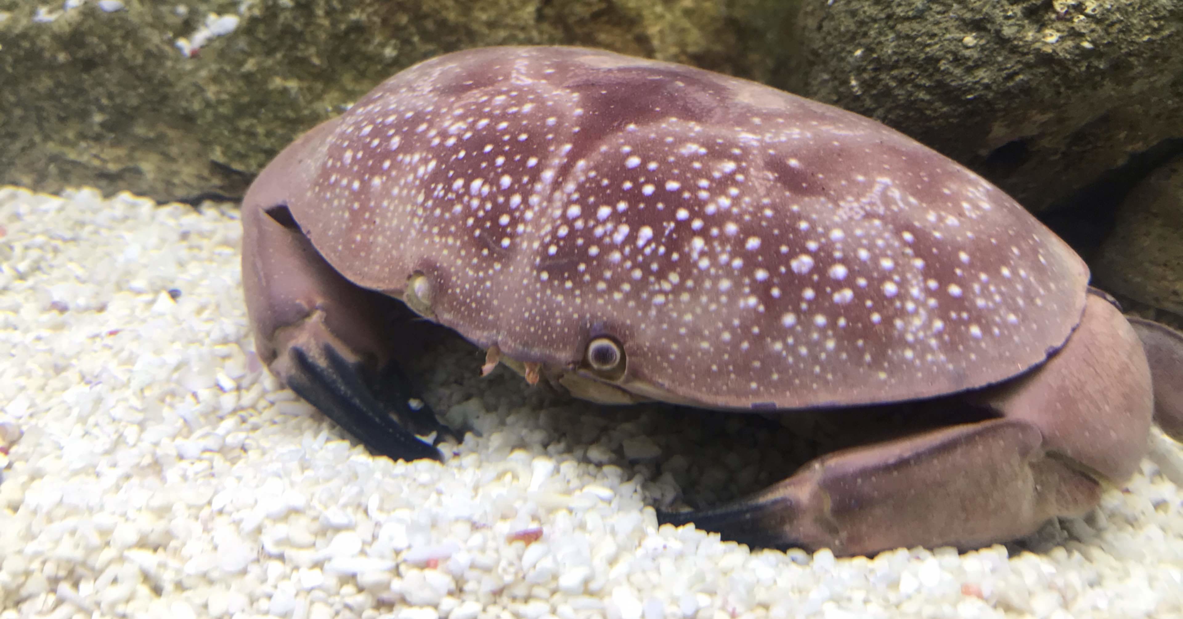 水族館をつくろう 展示編 24 アカマンジュウガニ 田中俊之 Note 水族館をつくろう 展示編 24 アカマンジュウガニ 田中俊之 Note