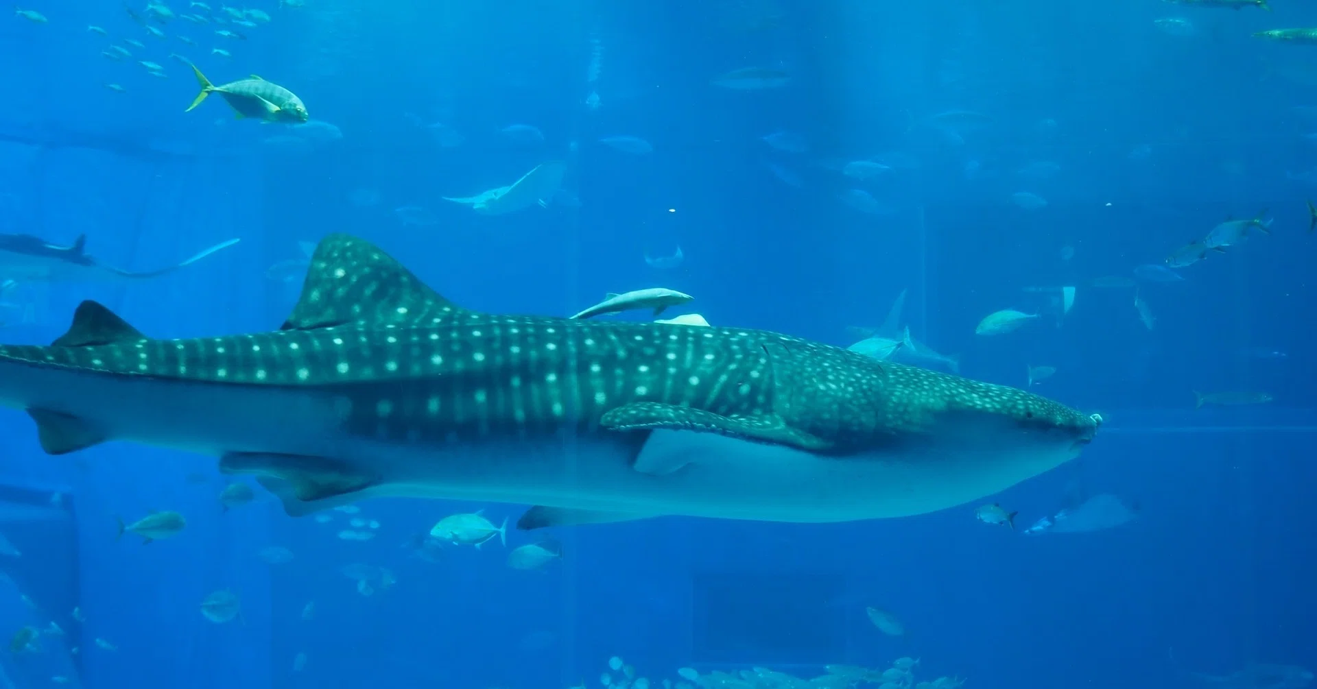 沖縄へGo Toしてきた〜美ら海水族館編〜（アプリ情報あり）｜あきにゃん