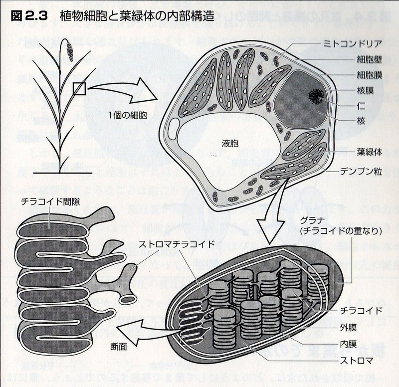 紅葉の色の研究 副題 光合成と葉緑体 Tsukasa Tamura Note