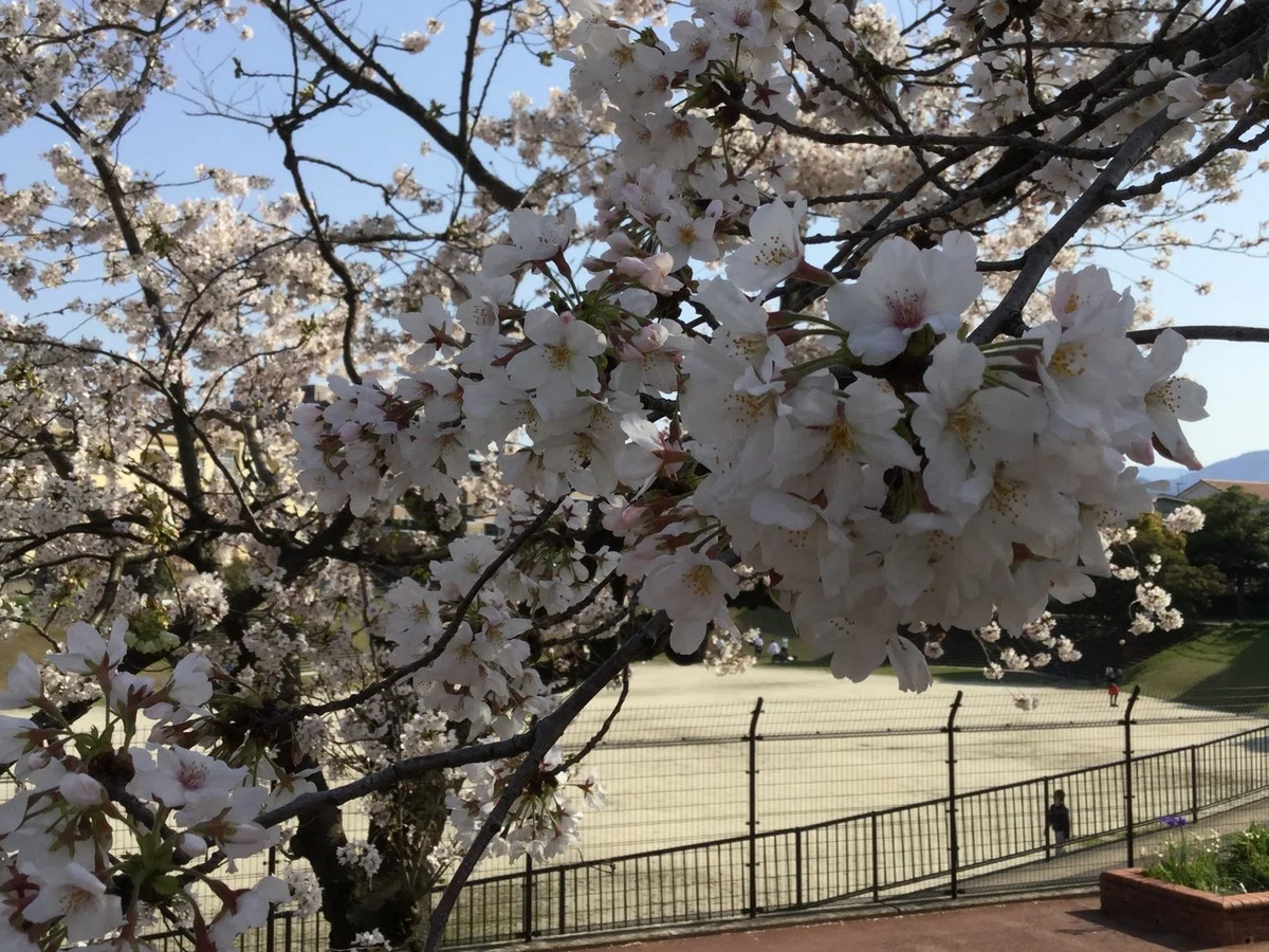 画像1